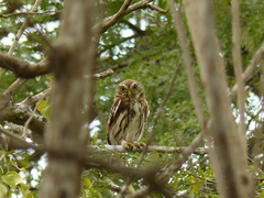 Glaucidium peruanum