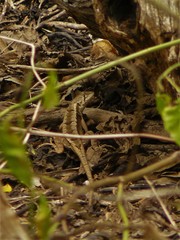Stenocercus iridescens