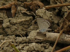 Hemiargus