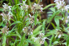 Monarda citriodora austromontana