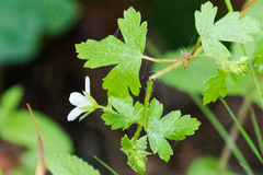 Geranium wislizeni