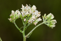 Psacalium decompositum