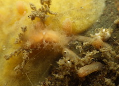 Tritonicula myrakeenae