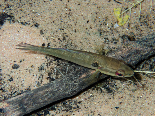 Gevlekte snoekcichlide (Crenicichla lepidota) — Cichlidae