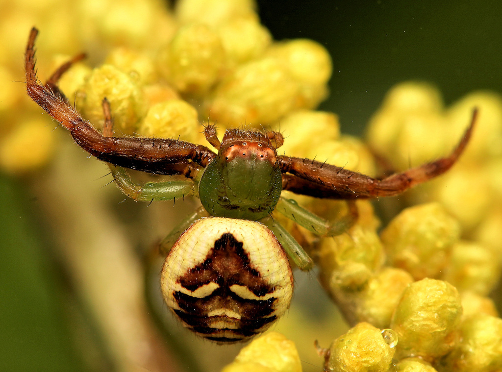 African Mask spider