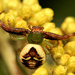 African Mask Spider - Photo (c) Wynand Uys, some rights reserved (CC BY), uploaded by Wynand Uys