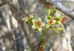 Jatropha mahafalensis