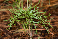 Psacalium decompositum