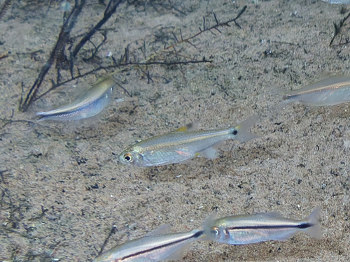 Tetra (Odontostilbe pequira) — Characidae