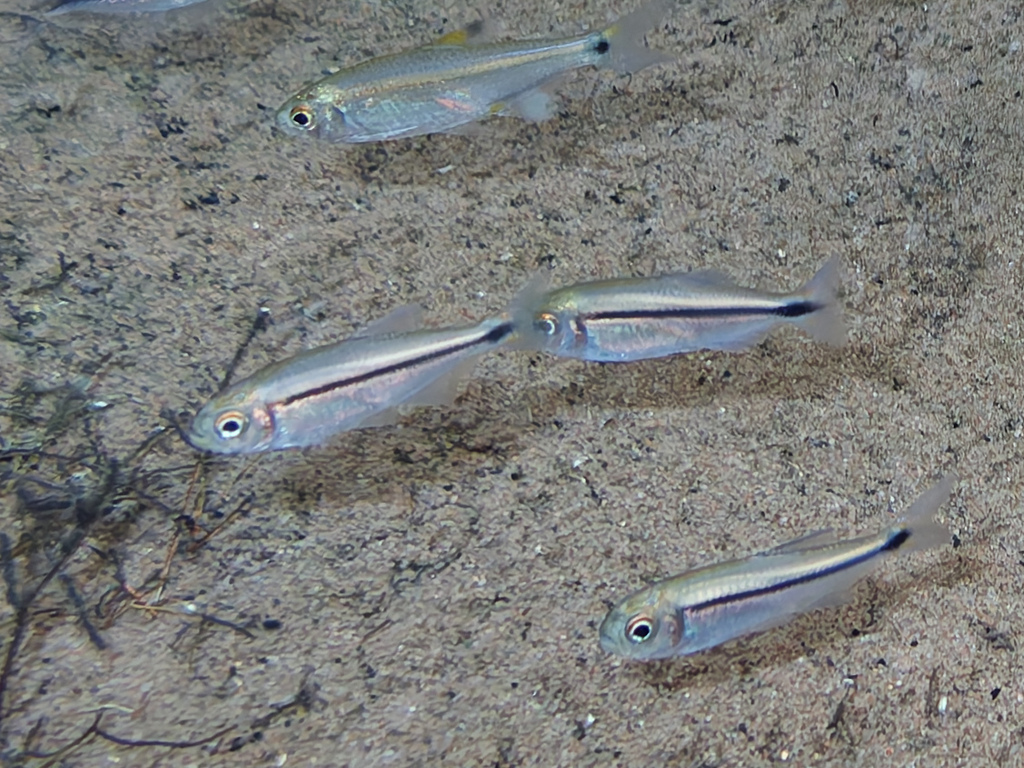 Noble Tetra