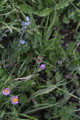 Erigeron caucasicus