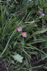 Erigeron caucasicus