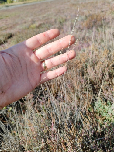 european alkali grass (Puccinellia distans)