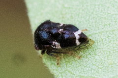 Vanduzea triguttata
