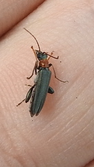 Oedemera croceicollis
