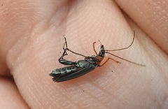 Oedemera croceicollis