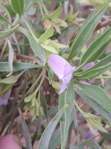 Limestone Fuchsia