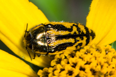 Acmaeodera amplicollis