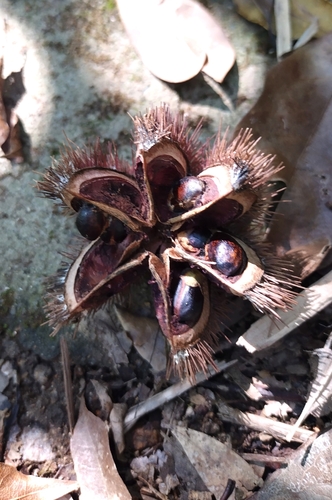Sloanea sinensis, photograph 6