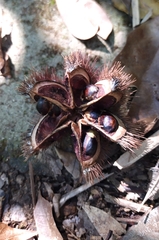 Sloanea sinensis, photograph author not stated, no rights reserved