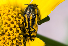 Acmaeodera amplicollis
