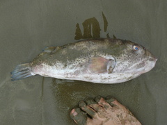 Sphoeroides kendalli