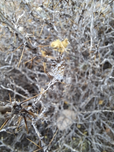 Saltbush Blue
