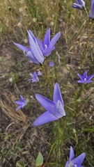 (c) Rosalie Lawrence, some rights reserved (CC BY) Wahlenbergia capillaris, photograph (c) Rosalie Lawrence, some rights reserved (CC BY)