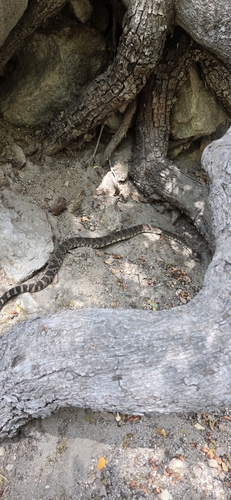 iNaturalist observation photo of Northern Pacific Rattlesnake