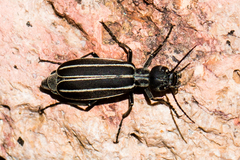 Epicauta purpurea
