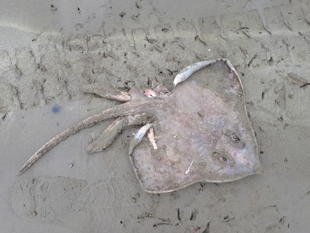 Equatorial skate (Raja equatorialis) — Rajidae