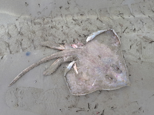 Equatorial skate (Raja equatorialis) — Rajidae