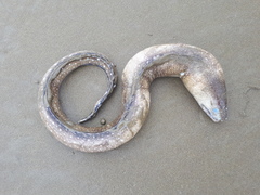 Gymnothorax equatorialis