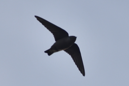 Eurasian Crag-Martin
