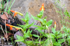 Erythranthe cinnabarina