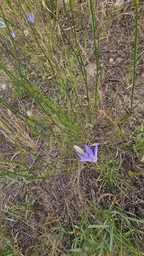 Wahlenbergia capillaris, photograph 4