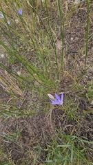 (c) Rosalie Lawrence, some rights reserved (CC BY) Wahlenbergia capillaris, photograph (c) Rosalie Lawrence, some rights reserved (CC BY)
