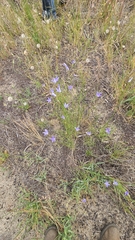 (c) Rosalie Lawrence, some rights reserved (CC BY) Wahlenbergia capillaris, photograph (c) Rosalie Lawrence, some rights reserved (CC BY)