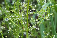 Galium mexicanum asperrimum