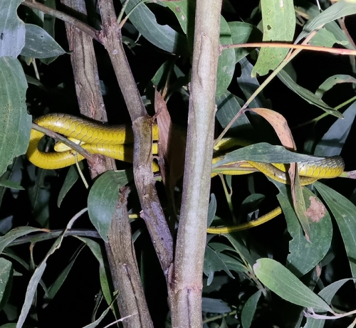 Common Tree Snake sighting