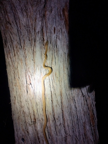 Coastal Carpet Python sighting