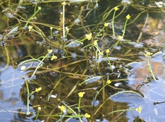 Ranunculus polyphyllus