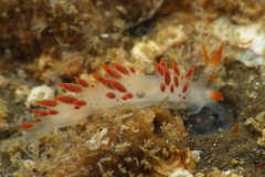 Coryphella