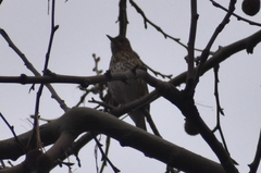 Turdus philomelos