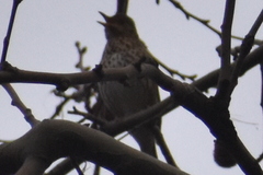 Turdus philomelos