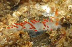 Coryphella