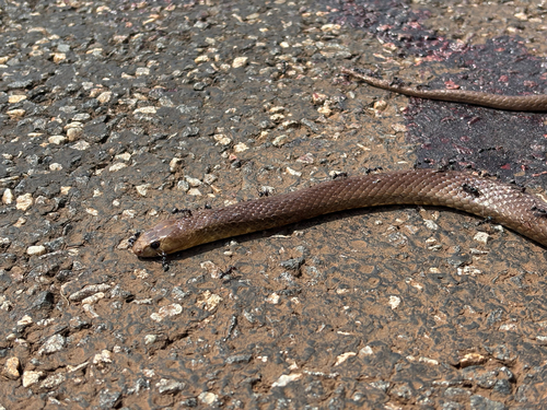 Western Brown Snake sighting