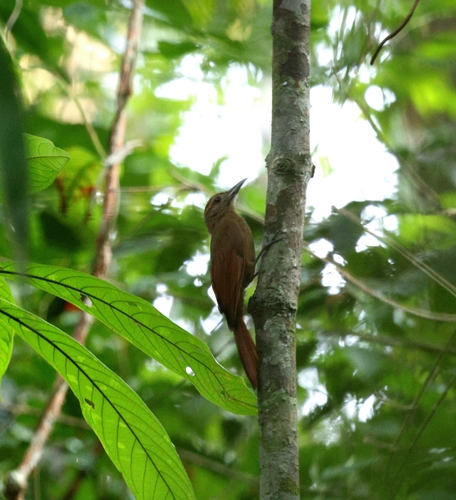 Plain-brown Woodcreeper