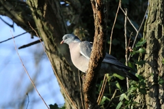 Columba palumbus