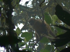 Cebus aequatorialis